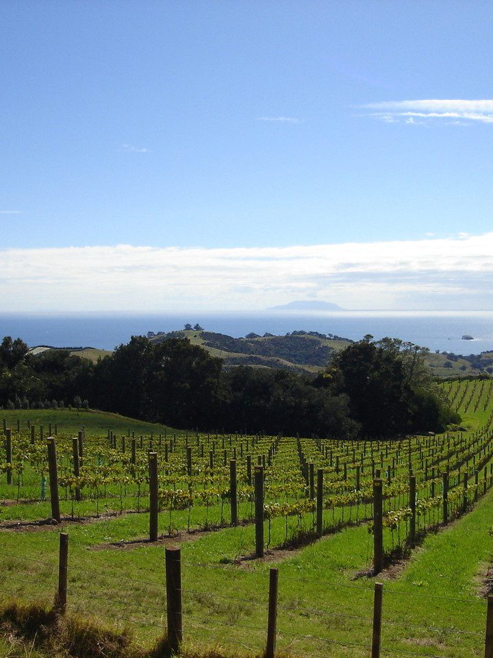 Jak rozwijało się winiarstwo w Chile?